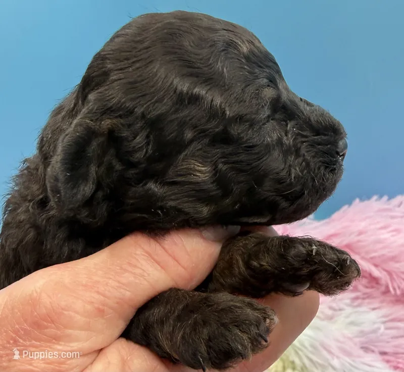 Buster Brown – Poodle - Miniature  puppy for sale in Puyallup, WA