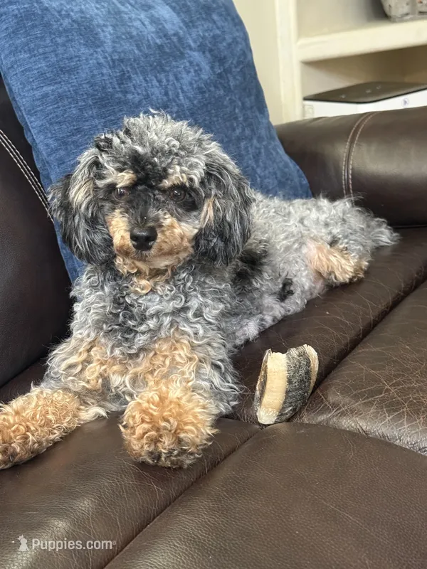 Maddie – Poodle - Miniature  puppy for sale in Puyallup, WA