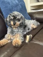 Maddie, a female Poodle - Miniature  for sale in Puyallup, WA – 1 of 2