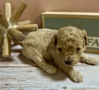 Clarice, a female Poodle - Toy  for sale in Puyallup, WA – 3 of 3