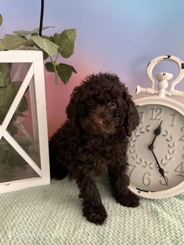 🧸Buster Brown🤎 – Poodle - Toy  puppy for sale in Puyallup, WA