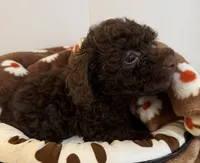 SOLD🧸Buster Brown🤎 SOLD, a male Poodle - Toy  for sale in Puyallup, WA – 2 of 5