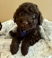 Buster Brown, a male Poodle - Toy  for sale in Puyallup, WA – 2 of 9