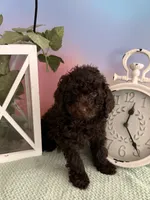 SOLD🧸Buster Brown🤎 SOLD, a male Poodle - Toy  for sale in Puyallup, WA – 5 of 5
