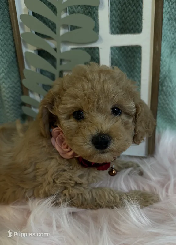 ☀️ Sunshine ☀️  – Poodle - Toy  puppy for sale in Puyallup, WA