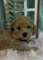 Treasure, a female Poodle - Toy  for sale in Puyallup, WA – 6 of 8