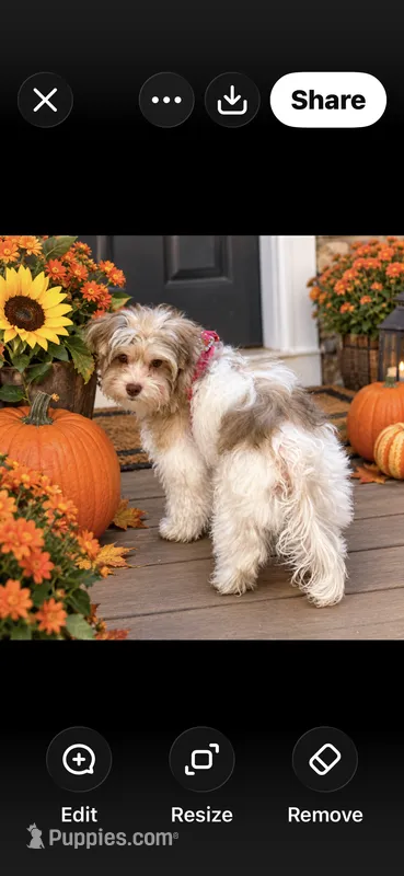 Mia-GUARDIAN HOME! – Morkie puppy for sale in Puyallup, WA