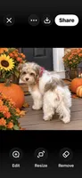 Mia-GUARDIAN HOME!, a female Morkie for sale in Puyallup, WA – 1 of 2