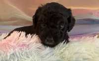 Black tux, a male Poodle - Toy  for sale in Puyallup, WA – 7 of 7