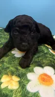 Curly, a male Poodle - Toy  for sale in Puyallup, WA – 2 of 3