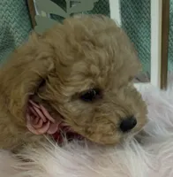 Treasure, a female Poodle - Toy  for sale in Puyallup, WA – 5 of 8