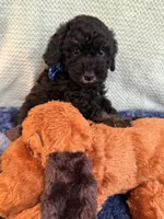  Tux black, a male Poodle - Toy  for sale in Puyallup, WA – 5 of 7