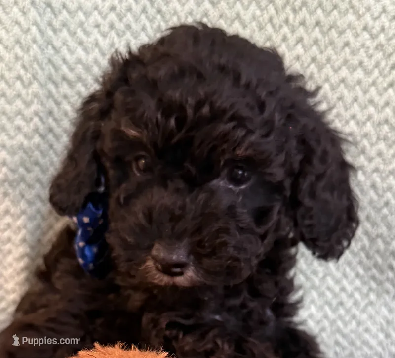  Tux black – Poodle - Toy  puppy for sale in Puyallup, WA