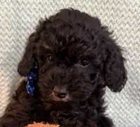 🎩 Tux black phantom 🎩, a male Poodle - Toy  for sale in Puyallup, WA – 1 of 7