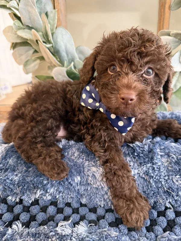 Buster Brown – Poodle - Toy  puppy for sale in Puyallup, WA