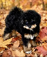 Bianca-GUARDIAN HOME!, a female Poodle - Toy  for sale in Puyallup, WA – 3 of 4