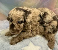 Timber-brown merle, a male Poodle - Miniature  for sale in Puyallup, WA – 2 of 6
