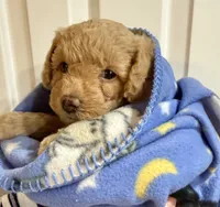 Twinkle , a male Poodle - Toy  for sale in Puyallup, WA – 2 of 5