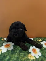 Tux, a male Poodle - Toy  for sale in Puyallup, WA – 2 of 4