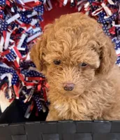 ✨ Junior ✨, a male Poodle - Toy  for sale in Puyallup, WA – 3 of 3