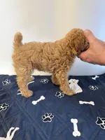 Koda🧸 Pending!, a male Poodle - Toy  for sale in Puyallup, WA – 7 of 8