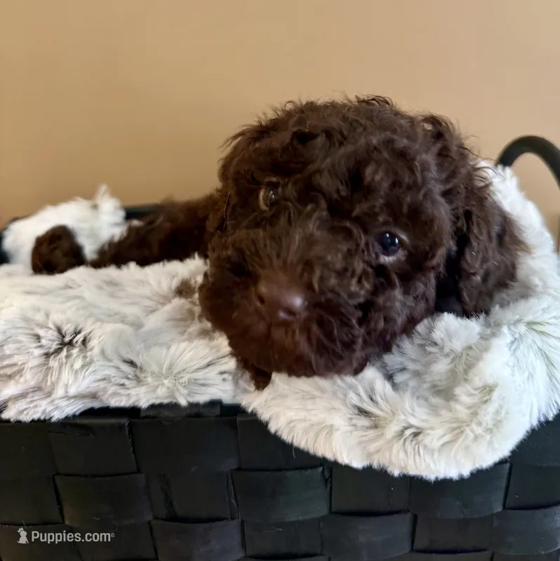 Buster Brown – Poodle - Toy  puppy for sale in Puyallup, WA
