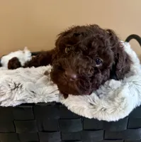 Buster Brown, a male Poodle - Toy  for sale in Puyallup, WA – 1 of 9