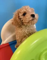 Treasure, a female Poodle - Toy  for sale in Puyallup, WA – 4 of 8