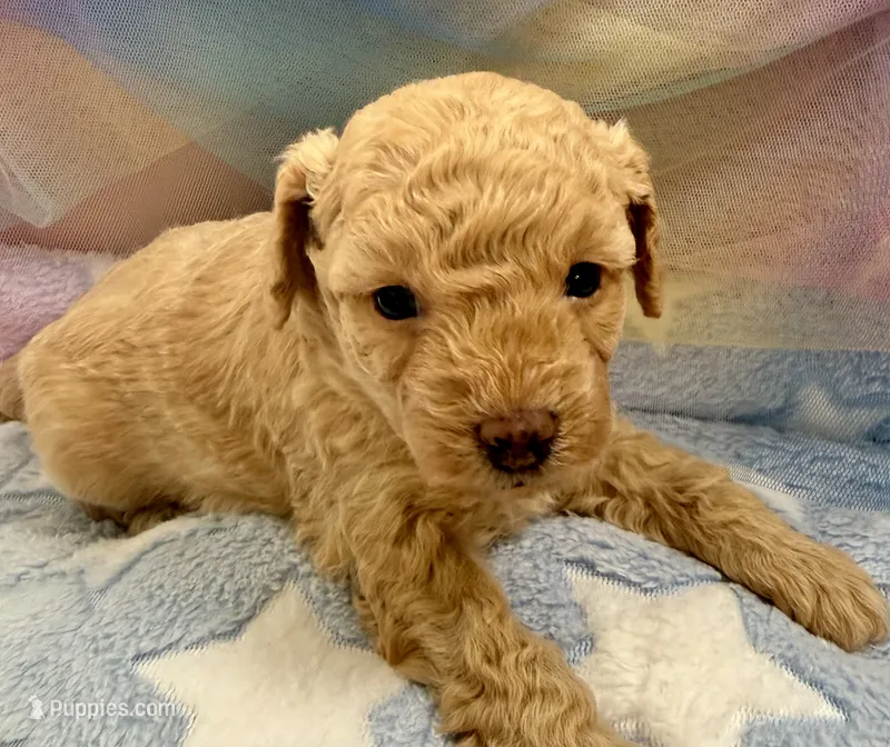 Captain  – Poodle - Toy  puppy for sale in Puyallup, WA
