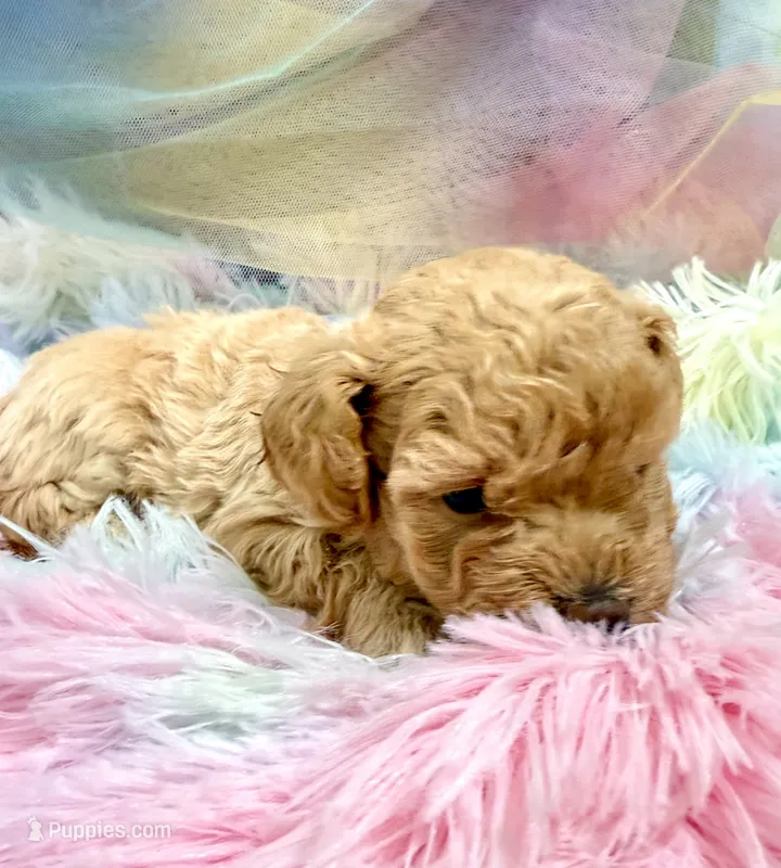 Clarice – Poodle - Toy  puppy for sale in Puyallup, WA