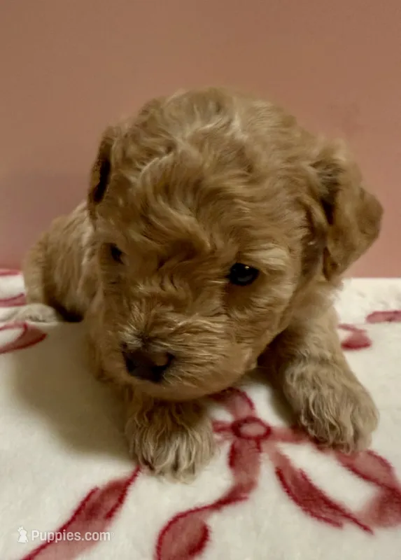 Clarice, a female Poodle - Toy  for sale in Puyallup, WA – 1 of 3