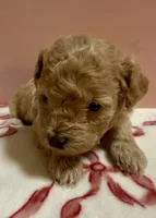 Clarice, a female Poodle - Toy  for sale in Puyallup, WA – 1 of 3