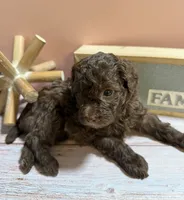 Buster Brown, a male Poodle - Toy  for sale in Puyallup, WA – 6 of 9