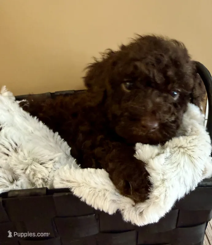 Buster Brown – Poodle - Toy  puppy for sale in Puyallup, WA