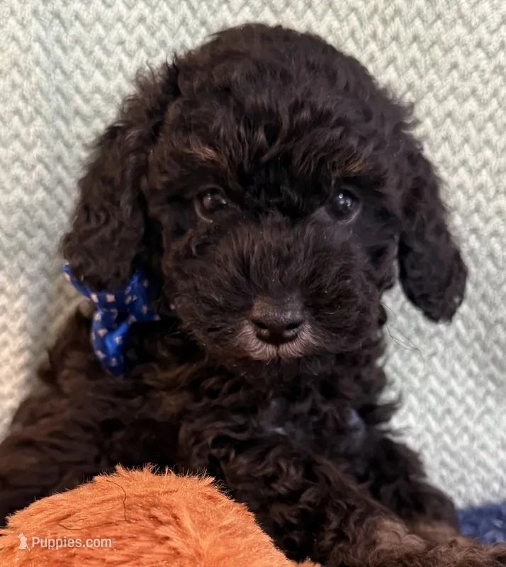  Tux black – Poodle - Toy  puppy for sale in Puyallup, WA