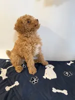 Koda🧸 Pending!, a male Poodle - Toy  for sale in Puyallup, WA – 8 of 8