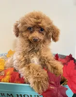 Koda🧸 Pending!, a male Poodle - Toy  for sale in Puyallup, WA – 2 of 8