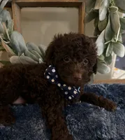 Curly, a male Poodle - Toy  for sale in Puyallup, WA – 2 of 4