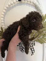 Curly, a male Poodle - Toy  for sale in Puyallup, WA – 4 of 4