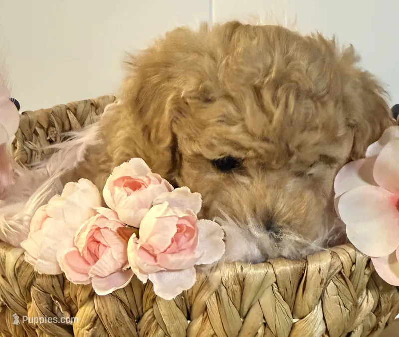 Treasure – Poodle - Toy  puppy for sale in Puyallup, WA