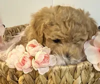 Treasure, a female Poodle - Toy  for sale in Puyallup, WA – 3 of 8