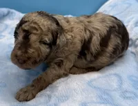 Buck, a male Poodle - Miniature  for sale in Puyallup, WA – 4 of 4