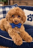 Koda🧸 Pending!, a male Poodle - Toy  for sale in Puyallup, WA – 1 of 8