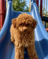 Koda🧸 Pending!, a male Poodle - Toy  for sale in Puyallup, WA – 4 of 8