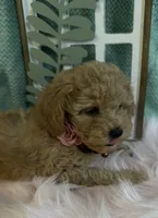 Treasure, a female Poodle - Toy  for sale in Puyallup, WA – 8 of 8