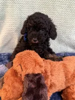  Tux black, a male Poodle - Toy  for sale in Puyallup, WA – 4 of 7