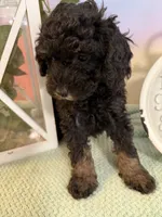 🎩 Tux black phantom 🎩, a male Poodle - Toy  for sale in Puyallup, WA – 7 of 7