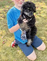 Mr. Darcy, a male Poodle - Toy  for sale in Puyallup, WA – 3 of 6