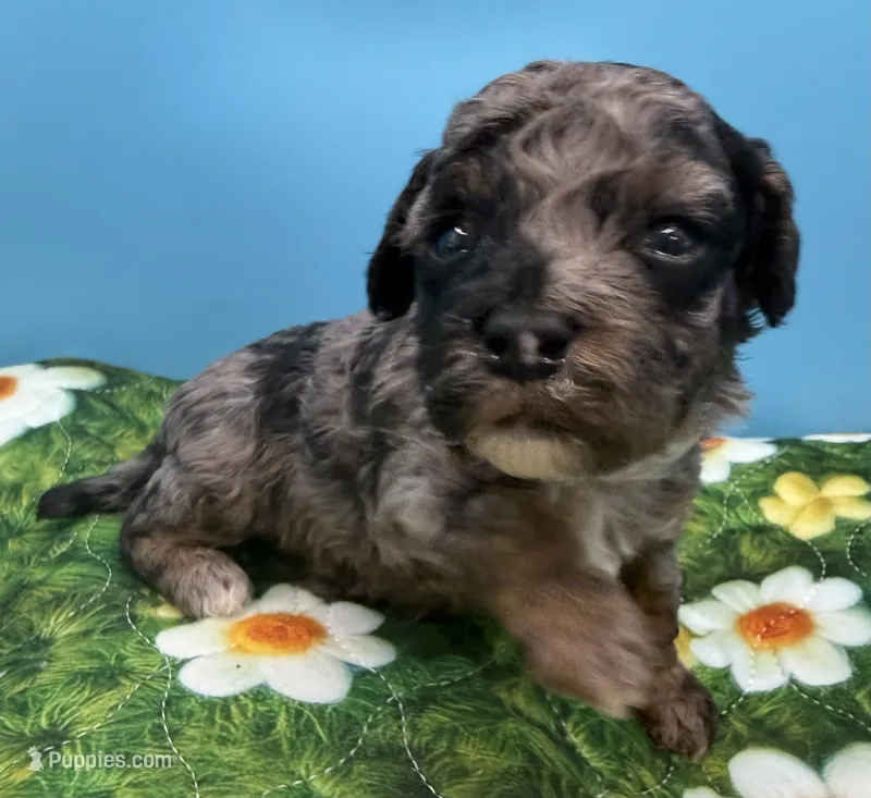 Levi – Poodle - Miniature  puppy for sale in Puyallup, WA