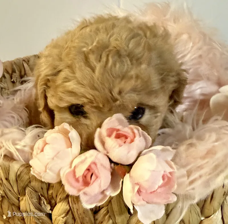 ☀️ Sunshine ☀️  – Poodle - Toy  puppy for sale in Puyallup, WA